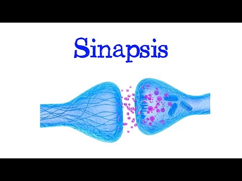 Qué es la sinapsis química y eléctrica: una explicación breve