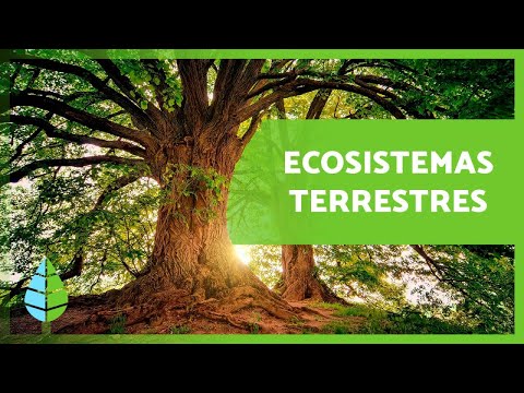 Ejemplo de un ecosistema terrestre: Un vistazo a su diversidad