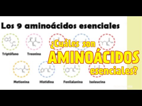 Los nombres de los aminoácidos esenciales: información esencial en nutrición.