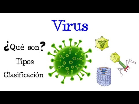 ¿Cuáles son las tres estructuras básicas de los virus? Descúbrelo aquí.