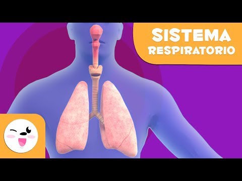 La función de la boca en el sistema respiratorio.