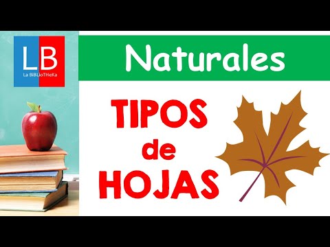 Tipos de hojas: plantas simples y compuestas, ¿cuáles elegir?