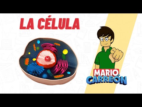 ¿Cuál es la estructura de la célula animal?