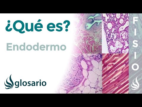 ¿Qué es el ectodermo, mesodermo y endodermo en embriología?