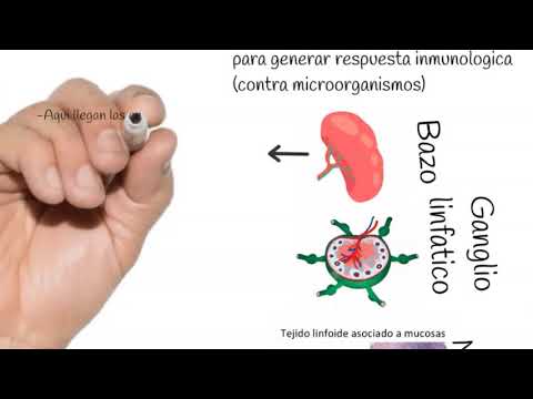 Órganos primarios del sistema linfático: fundamentales para nuestro bienestar.