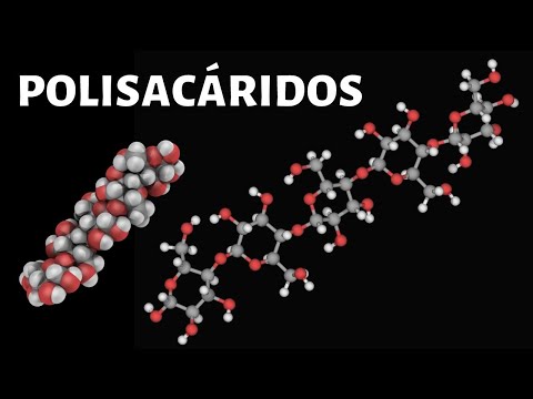 Dónde se encuentran los polisacáridos en nuestro cuerpo