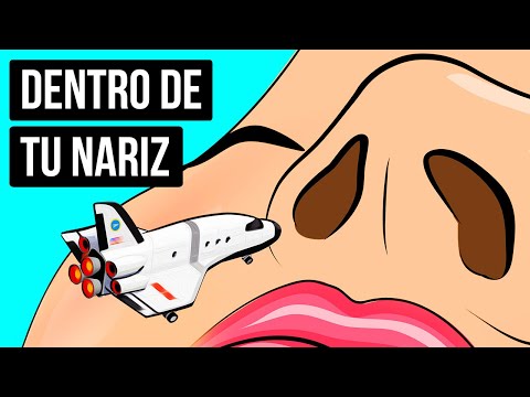 Función de las fosas nasales en el ser humano: descubre su importancia.