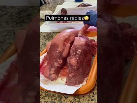 Los músculos en el estómago, pulmones y vejiga: una visión general.