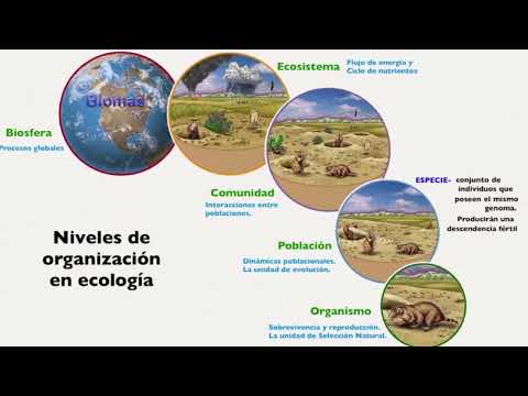 Conjunto de individuos de la misma especie habitando lugar específico