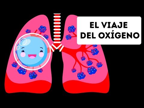 El oxígeno llega al corazón y se distribuye por el cuerpo