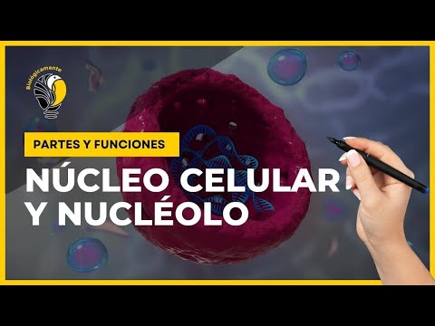 El núcleo o nucleoide: centro de información y reproducción celular.