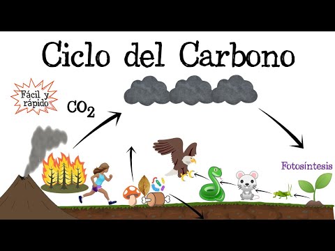 Cómo influye el ciclo del carbono en la vida diaria