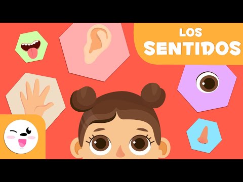 Para qué nos sirven los cinco sentidos: una exploración completa.