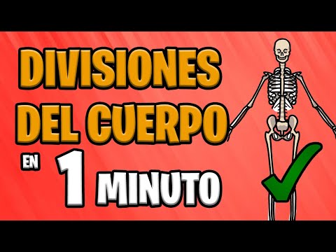 Regiones en las que se divide el cuerpo humano: un análisis breve.