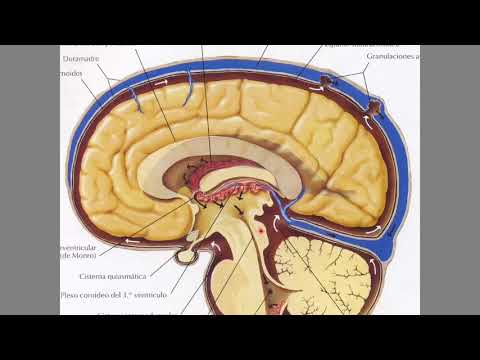 ¿De qué está compuesto el líquido cefalorraquídeo en nuestro cuerpo?