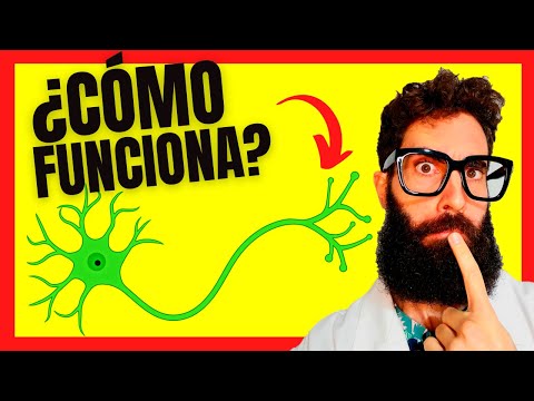 ¿Qué es la sinapsis en el sistema nervioso y cómo funciona?