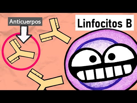 El lugar donde se encuentran los linfocitos B