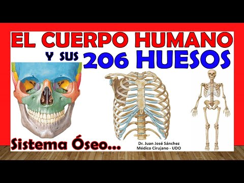 El cuerpo humano completo, con todas sus partes, de manera detallada.