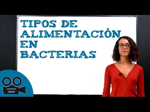 El tipo de alimentación de las bacterias: ¿Cómo se alimentan?