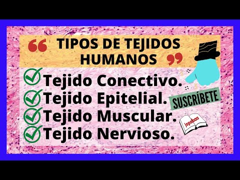 Tejidos del cuerpo humano: Epitelial, Conectivo, Muscular, Nervioso