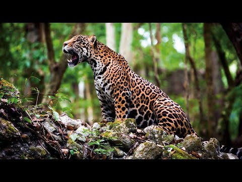 Descubre la cadena alimenticia en la selva seca: ¡fascinante!