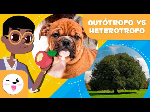 Diferencias entre organismo autótrofo y heterótrofo: ¿Cuáles son?