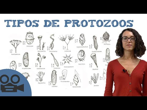 El tipo de células de los protozoarios: una perspectiva reveladora