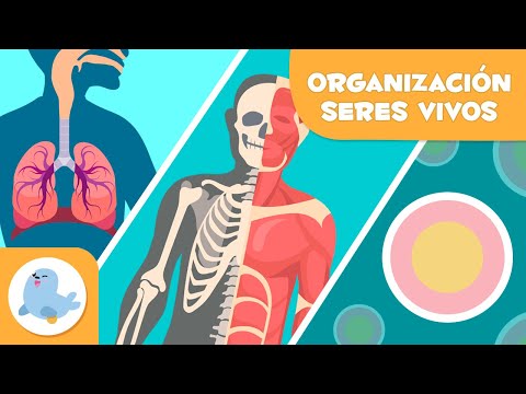 Características distintivas: estructura y organización en los seres vivos