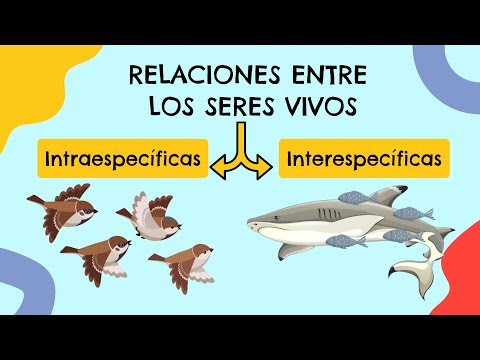 Tipos de relaciones entre los seres vivos: una visión general