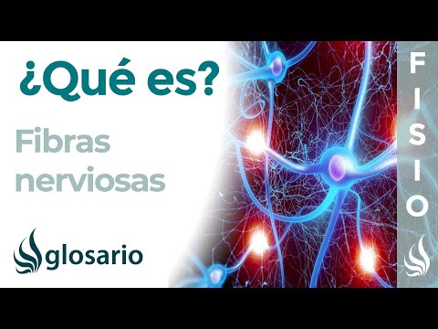 ¿Qué tipo de fibras nerviosas conducen estímulos a nivel central?