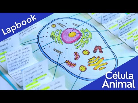 Maqueta de la célula vegetal y animal: una comparativa visual.