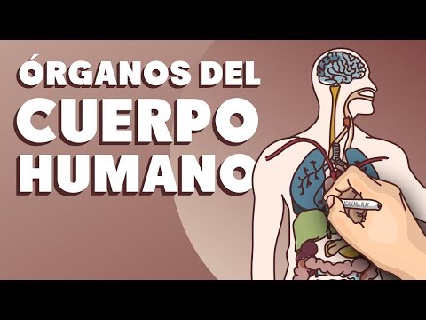 La estructura interna de los cuerpos: ¿cómo es?