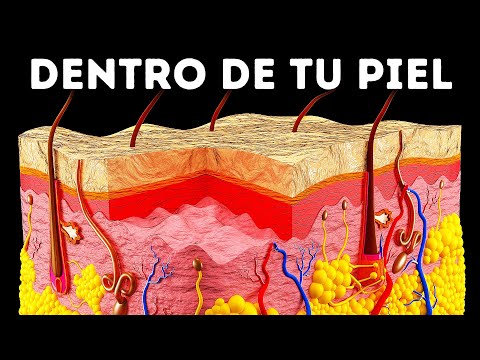 Funciones esenciales de la piel en el cuerpo humano.