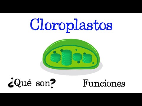 Estructura interna: el cloroplasto y su importancia en las plantas.
