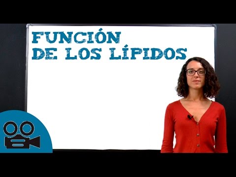 Características y funciones esenciales de los lípidos en el organismo