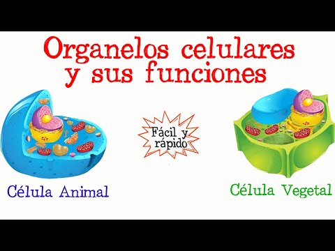 Las membranas de los organelos celulares: su formación y estructura.