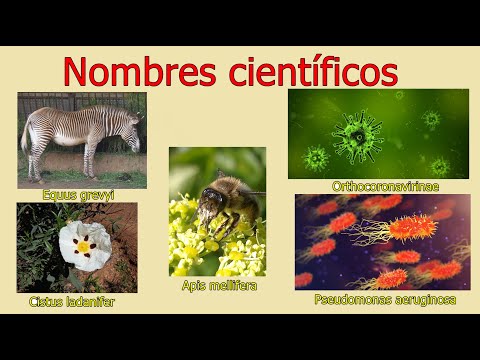 Significado de la primera palabra del nombre científico de las especies