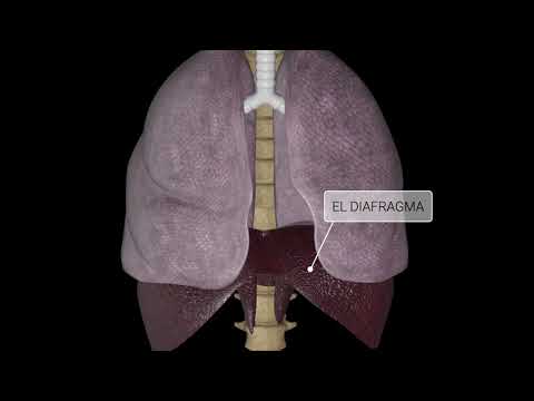 Factores que modifican la respiración: una mirada detallada.