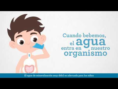 Funciones del agua en el cuerpo: una lista esencial.