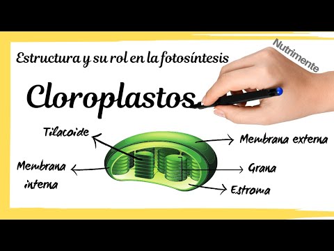 Estructuras presentes en los cloroplastos: un análisis en detalle.
