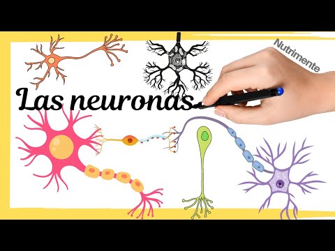 Células funcionales del sistema nervioso: una mirada en profundidad.
