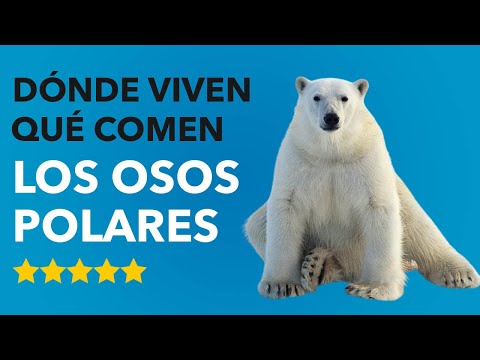 ¿Cómo se llama el lugar donde viven los osos polares?