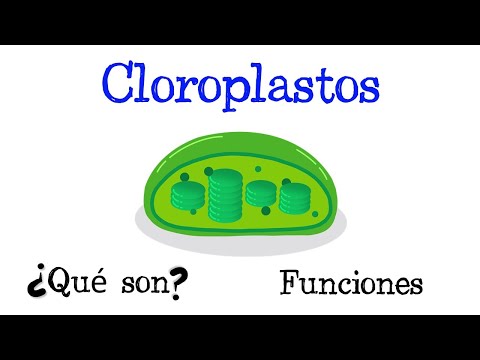 Los pigmentos fotosintéticos del cloroplasto y su importancia en la fotosíntesis