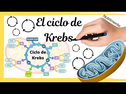 Explicación del ciclo de Krebs, paso a paso en detalle