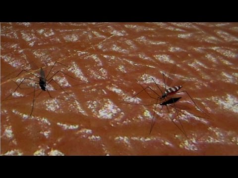 El Zika: Contagio de Persona a Persona en Peligro.