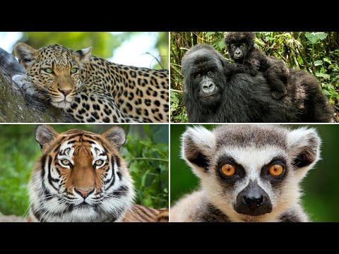 Animales presentes en la selva: ejemplos que te sorprenderán