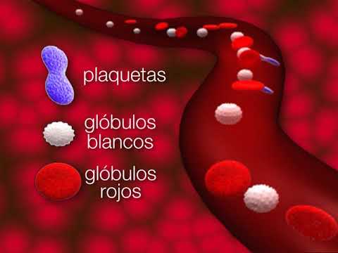 ¿Cuál función de la sangre se considera más importante?