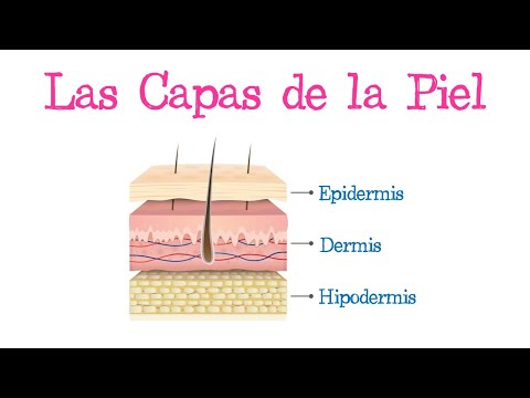 ¿Cuántas capas de piel tiene el cuerpo humano?