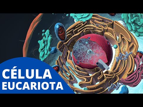 Organización de las células eucariotas: un enfoque esencial en biología.