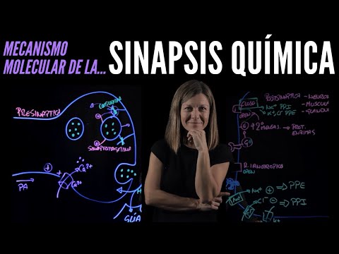 Características de la sinapsis química: una visión general esencial